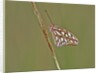 Gulf Fritillary Butterfly resting on grass stem by Anonymous