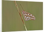 Gulf Fritillary Butterfly resting on grass stem by Anonymous