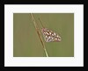 Gulf Fritillary Butterfly resting on grass stem by Anonymous