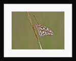 Gulf Fritillary Butterfly resting on grass stem by Anonymous