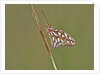 Gulf Fritillary Butterfly resting on grass stem by Anonymous