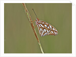 Gulf Fritillary Butterfly resting on grass stem by Anonymous