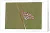 Gulf Fritillary Butterfly resting on grass stem by Anonymous