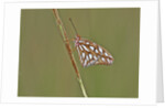 Gulf Fritillary Butterfly resting on grass stem by Anonymous