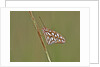 Gulf Fritillary Butterfly resting on grass stem by Anonymous