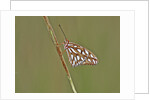 Gulf Fritillary Butterfly resting on grass stem by Anonymous