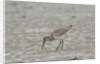 Willet on sandy field by Anonymous