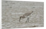 Willet on sandy field by Anonymous