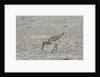 Willet on sandy field by Anonymous