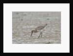 Willet on sandy field by Anonymous