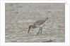 Willet on sandy field by Anonymous
