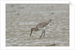 Willet on sandy field by Anonymous