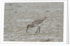 Willet on sandy field by Anonymous