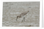 Willet on sandy field by Anonymous
