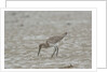 Willet on sandy field by Anonymous