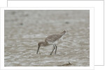 Willet on sandy field by Anonymous