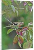 Rose-breasted Grosbeak perched on tree branch by Anonymous
