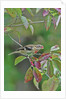 Rose-breasted Grosbeak perched on tree branch by Anonymous