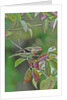 Rose-breasted Grosbeak perched on tree branch by Anonymous