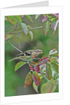 Rose-breasted Grosbeak perched on tree branch by Anonymous
