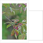 Rose-breasted Grosbeak perched on tree branch by Anonymous