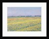 The Plain of Gennevilliers, Yellow Fields by Gustave Caillebotte