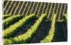 Rows of Harvest Grapes Rolling over The Hillside by Anonymous