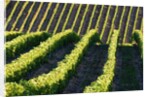 Rows of Harvest Grapes Rolling over The Hillside by Anonymous