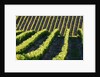 Rows of Harvest Grapes Rolling over The Hillside by Anonymous