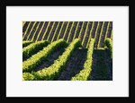 Rows of Harvest Grapes Rolling over The Hillside by Anonymous