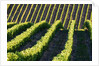 Rows of Harvest Grapes Rolling over The Hillside by Anonymous