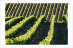 Rows of Harvest Grapes Rolling over The Hillside by Anonymous