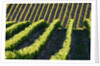 Rows of Harvest Grapes Rolling over The Hillside by Anonymous