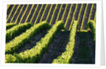 Rows of Harvest Grapes Rolling over The Hillside by Anonymous