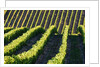 Rows of Harvest Grapes Rolling over The Hillside by Anonymous