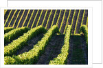 Rows of Harvest Grapes Rolling over The Hillside by Anonymous
