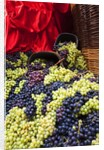 Fresh Grapes at Harvest Festival by Anonymous
