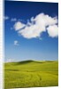 Rolling Hills of Wheat by Anonymous