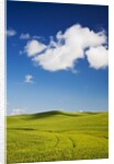 Rolling Hills of Wheat by Anonymous