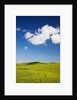 Rolling Hills of Wheat by Anonymous