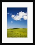Rolling Hills of Wheat by Anonymous