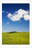 Rolling Hills of Wheat by Anonymous
