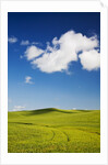 Rolling Hills of Wheat by Anonymous