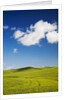 Rolling Hills of Wheat by Anonymous