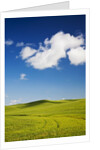 Rolling Hills of Wheat by Anonymous
