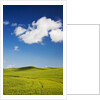 Rolling Hills of Wheat by Anonymous