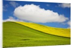 Rolling Hills of Canola and Pea Fields With Fresh Spring Color by Anonymous