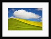 Rolling Hills of Canola and Pea Fields With Fresh Spring Color by Anonymous