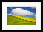 Rolling Hills of Canola and Pea Fields With Fresh Spring Color by Anonymous