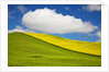 Rolling Hills of Canola and Pea Fields With Fresh Spring Color by Anonymous